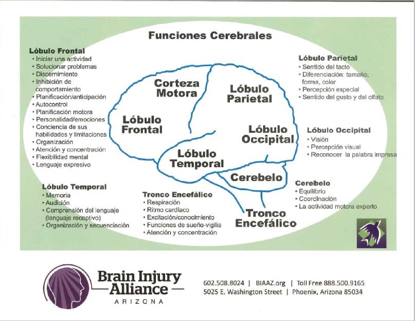 Simplified Brain MapSPANISH Brain Injury Alliance of Arizona